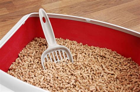 The Green Alternative: Nagic Kitty Litter Compound and Its Environmental Benefits